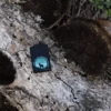 Buck Wear™ Outside Voice Design